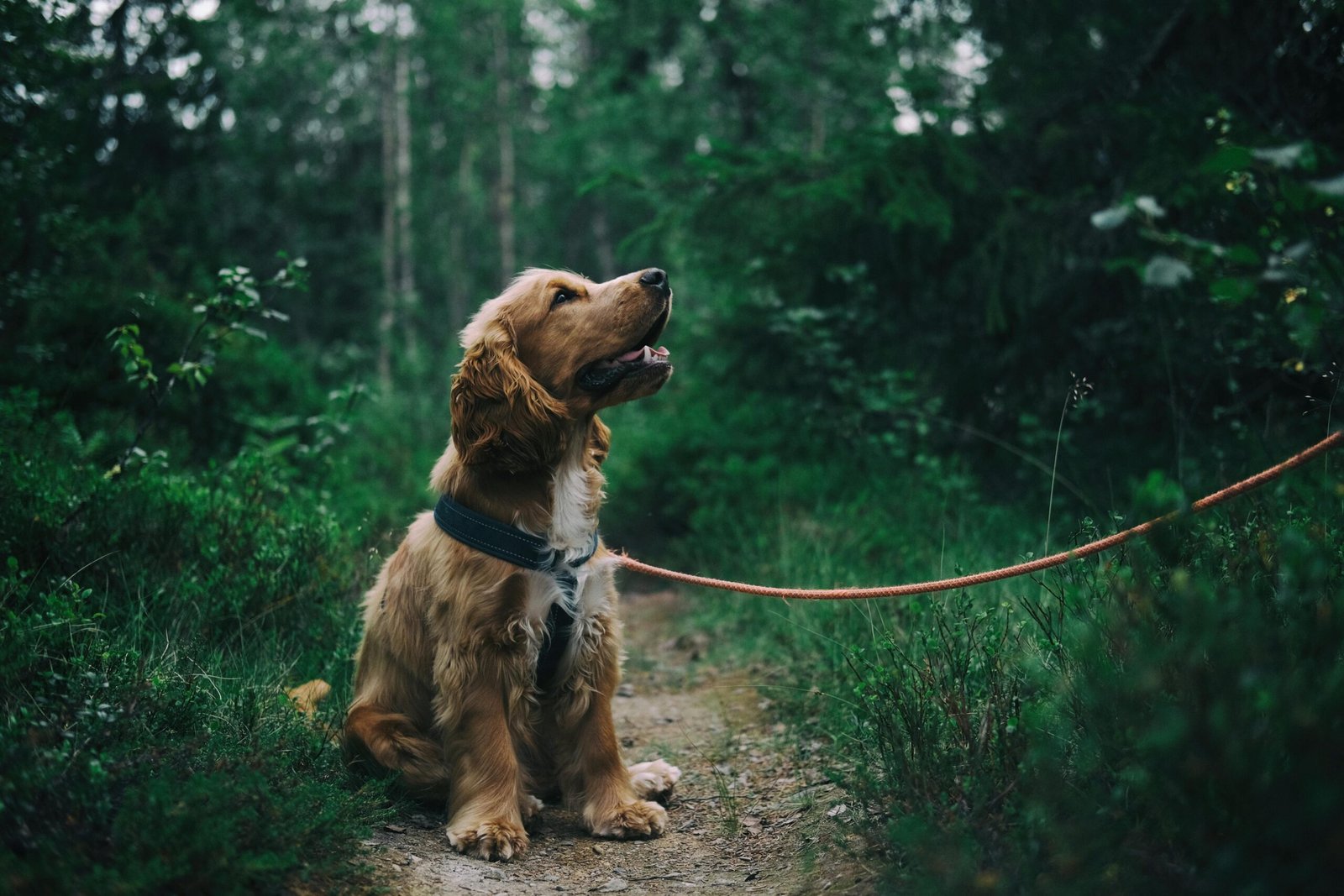 Adorable cocker spaniel puppy enjoying a walk.