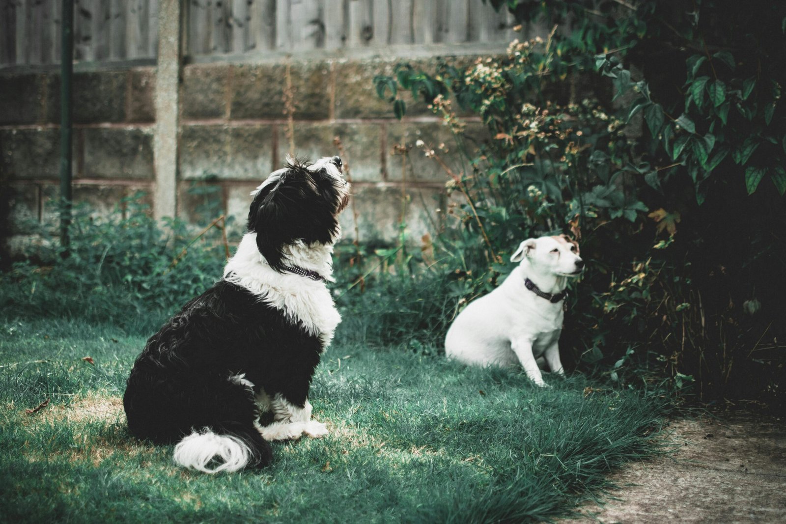 Two dogs sitting on grass outdoors.