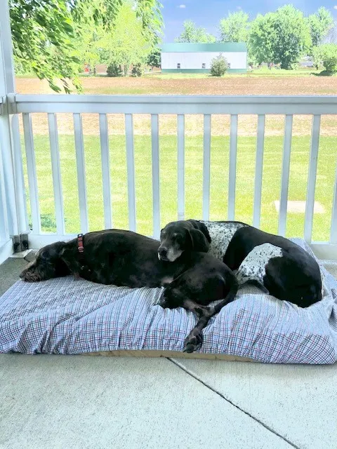 twodogslayingonbed